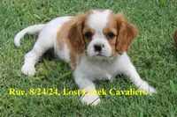 Rue, a female Cavalier King Charles Spaniel for sale in Quapaw, OK – Photo 5 of 9