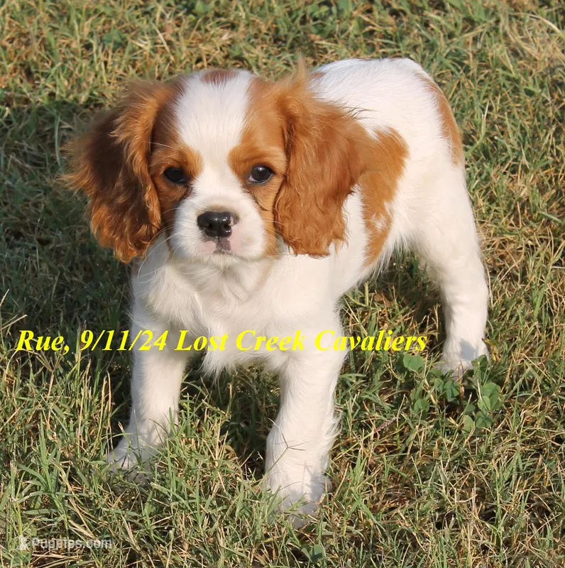 Rue, a female Cavalier King Charles Spaniel for sale in Quapaw, OK – Photo 1 of 9