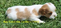 Rue, a female Cavalier King Charles Spaniel for sale in Quapaw, OK – Photo 9 of 9