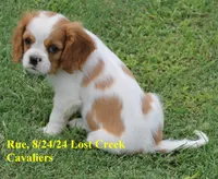 Rue, a female Cavalier King Charles Spaniel for sale in Quapaw, OK – Photo 6 of 9