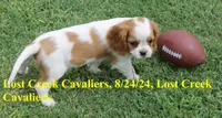Rue, a female Cavalier King Charles Spaniel for sale in Quapaw, OK – Photo 7 of 9