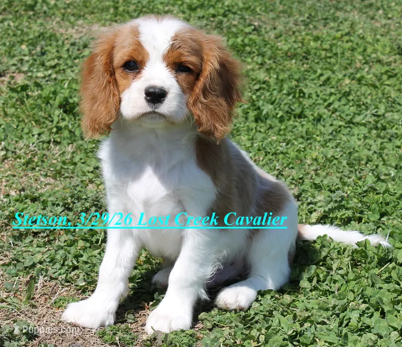 Stetson  – Cavalier King Charles Spaniel puppy for sale in Quapaw, OK