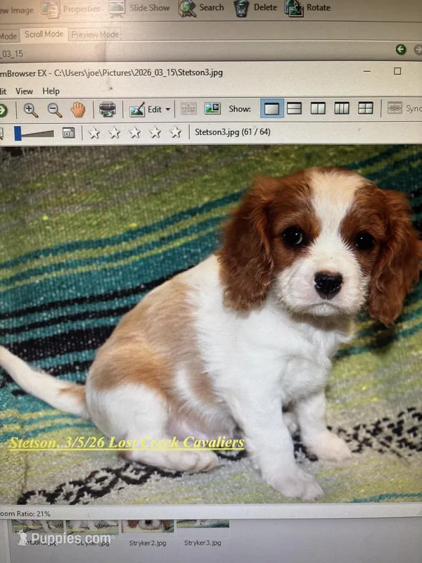 Stetson  – Cavalier King Charles Spaniel puppy for sale in Quapaw, OK