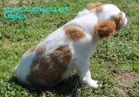 Stryker, a male Cavalier King Charles Spaniel for sale in Quapaw, OK – Photo 2 of 4