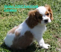 Stryker, a male Cavalier King Charles Spaniel for sale in Quapaw, OK – Photo 3 of 4