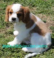 Stryker, a male Cavalier King Charles Spaniel for sale in Quapaw, OK – Photo 4 of 4