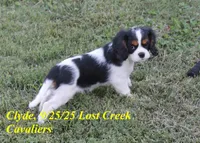 Clyde, a male Cavalier King Charles Spaniel for sale in Quapaw, OK – Photo 3 of 5