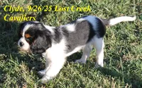Clyde, a male Cavalier King Charles Spaniel for sale in Quapaw, OK – Photo 4 of 5