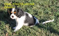 Clyde, a male Cavalier King Charles Spaniel for sale in Quapaw, OK – Photo 5 of 5