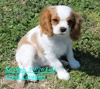 Sterling, a male Cavalier King Charles Spaniel for sale in Quapaw, OK – Photo 4 of 4