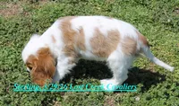 Sterling, a male Cavalier King Charles Spaniel for sale in Quapaw, OK – Photo 3 of 4