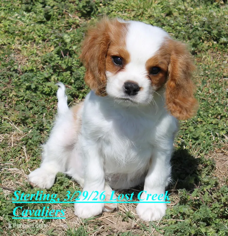 Sterling – Cavalier King Charles Spaniel puppy for sale in Quapaw, OK