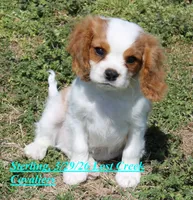 Sterling, a male Cavalier King Charles Spaniel for sale in Quapaw, OK – Photo 1 of 4