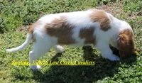 Sterling, a male Cavalier King Charles Spaniel for sale in Quapaw, OK – Photo 2 of 4