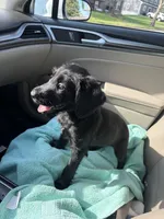 BLiSS, a female Giant Schnauzer for sale in Henrico, VA – Photo 1 of 3