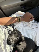 BLiSS, a female Giant Schnauzer for sale in Henrico, VA – Photo 3 of 3