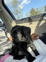 BLiSS, a female Giant Schnauzer for sale in Henrico, VA – Photo 2 of 3