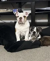 Winston , a male English Bulldog for sale in Colorado Springs, CO – Photo 3 of 5