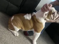 Winston , a male English Bulldog for sale in Colorado Springs, CO – Photo 4 of 5