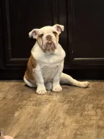 Winston , a male English Bulldog for sale in Colorado Springs, CO – Photo 2 of 5