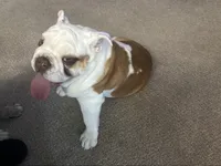 Winston , a male English Bulldog for sale in Colorado Springs, CO – Photo 5 of 5