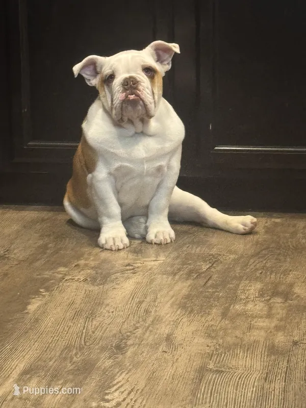 Winston  – English Bulldog puppy for sale in Colorado Springs, CO