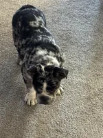 Freya, a female English Bulldog for sale in Colorado Springs, CO – Photo 2 of 2