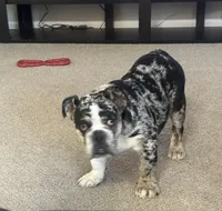 Freya, a female English Bulldog for sale in Colorado Springs, CO – Photo 1 of 2