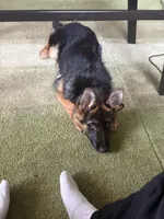 Sasha, a female German Shepherd Dog for sale in Rochester, NY – Photo 4 of 4