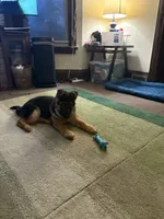 Sasha, a female German Shepherd Dog for sale in Rochester, NY – Photo 3 of 4