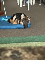 Sasha, a female German Shepherd Dog for sale in Rochester, NY – Photo 2 of 4