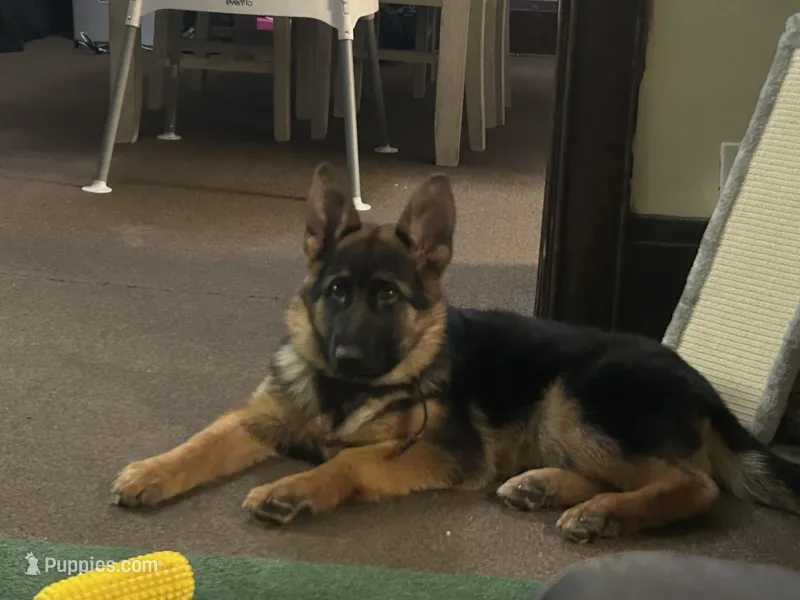 Sasha – German Shepherd Dog puppy for sale in Rochester, NY
