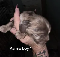 Boy Choc Merle 1, a male Cocker Spaniel for sale in Waller, TX – 2 of 2