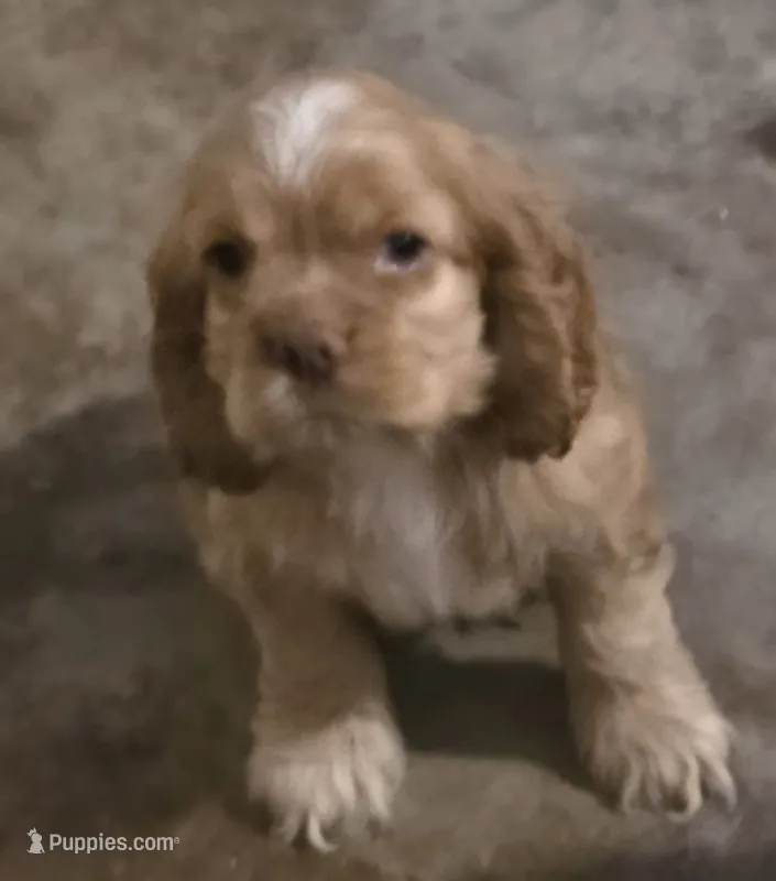 Boy Buff 2 – Cocker Spaniel puppy for sale in Waller, TX