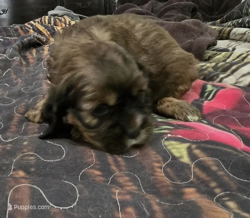 Matilda  – Cocker Spaniel puppy for sale in Waller, TX