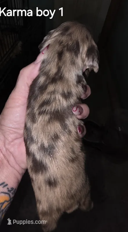 Boy Choc Merle 1 – Cocker Spaniel puppy for sale in Waller, TX