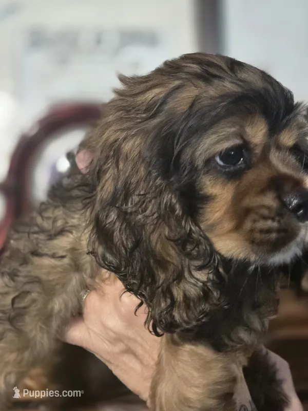 Matilda  – Cocker Spaniel puppy on hold in Waller, TX