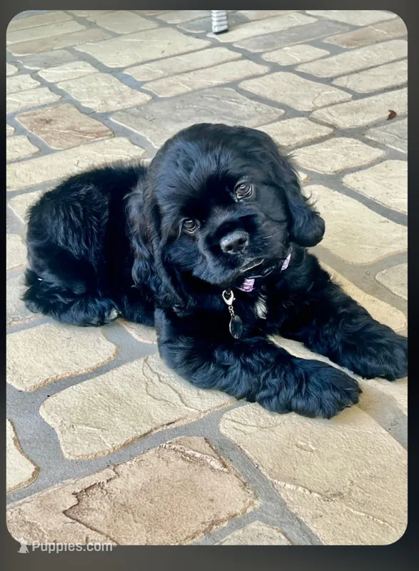 Willow – Cocker Spaniel puppy for sale in Waller, TX