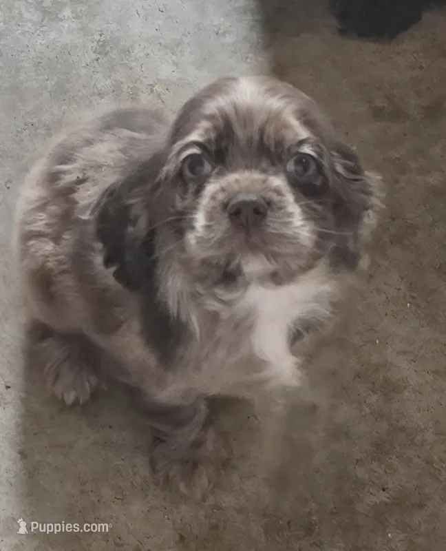 Boy Choc Merle 1 – Cocker Spaniel puppy for sale in Waller, TX
