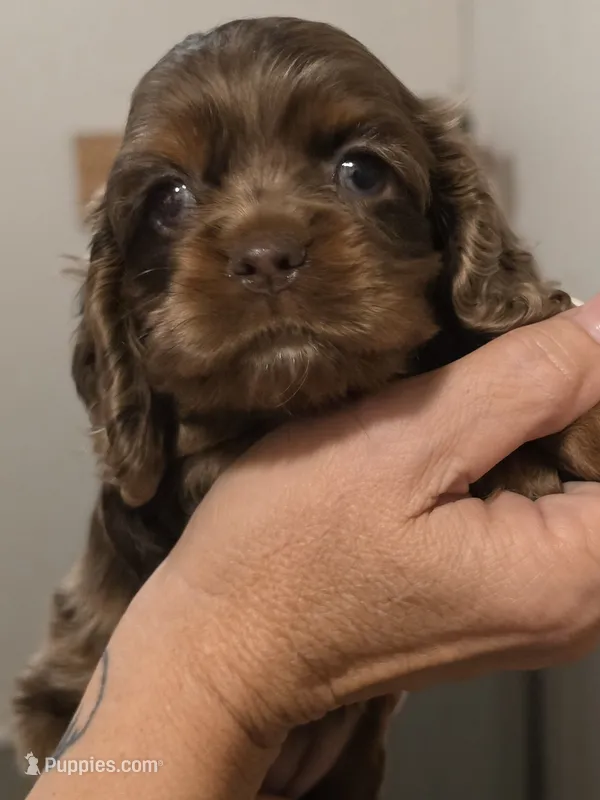 Boy Choc Merle 1 – Cocker Spaniel puppy for sale in Waller, TX