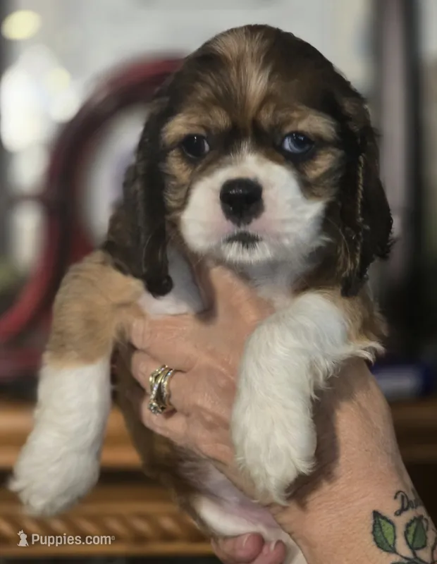 Tiny – Cocker Spaniel puppy on hold in Waller, TX