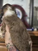 Tiny, a female Cocker Spaniel for sale in Waller, TX – 3 of 3