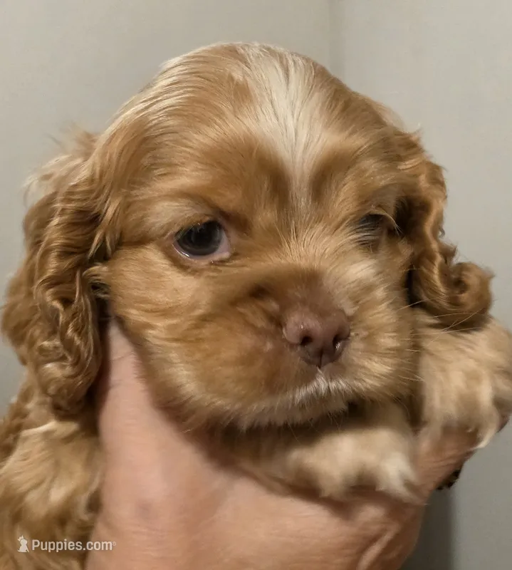 Boy Buff 2 – Cocker Spaniel puppy for sale in Waller, TX
