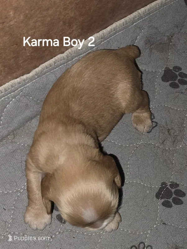 Boy Buff 2 – Cocker Spaniel puppy for sale in Waller, TX