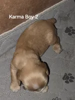 Boy Buff 2, a male Cocker Spaniel for sale in Waller, TX – 1 of 1