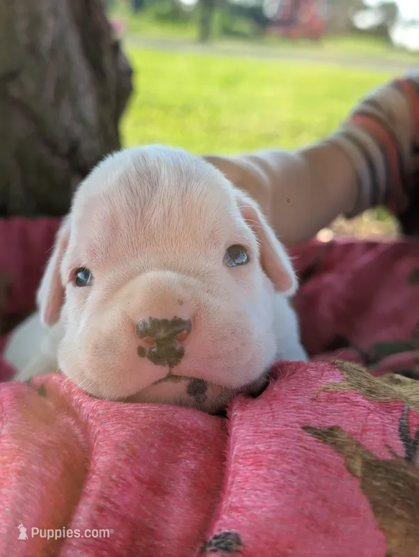 Diamond-Euro – Boxer puppy for sale in Plymouth, IN