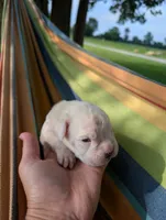 Diamond-Euro, a female Boxer for sale in Plymouth, IN – 5 of 6