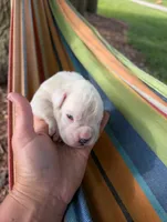 Diamond-Euro, a female Boxer for sale in Plymouth, IN – 6 of 6