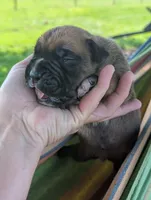 Lancer-Euro, a male Boxer for sale in Plymouth, IN – 3 of 3