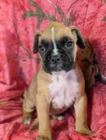 Hazel/ 50%Euro, a female Boxer for sale in Plymouth, IN – Photo 6 of 10